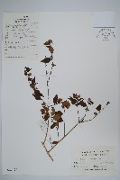 藏品(臺灣糯米條)的圖片