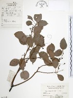 藏品(樟樹)的圖片