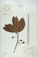藏品(冬桃)的圖片