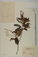 藏品(華東山柳)的圖片