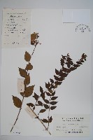 藏品(臺灣糯米條)的圖片