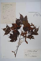 藏品(鈍角三峽槭)的圖片