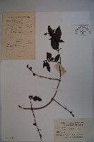 藏品(裡白忍冬、紅腺忍冬)的圖片