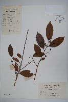 藏品(鐵冬青)的圖片