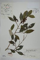 藏品(冬青)的圖片