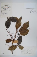 藏品(高山莢迷)的圖片