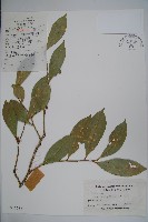 藏品(厚葉冬青)的圖片