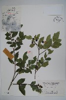 藏品(四川冬青)的圖片