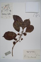 藏品(京梨獼猴桃)的圖片