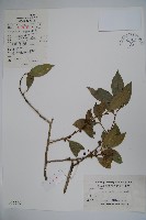 藏品(厚葉冬青)的圖片