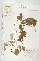 藏品(光葉絞股藍)的圖片