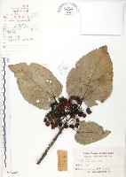 藏品(山桐子)的圖片