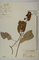 藏品(灰葉南蛇藤)的圖片