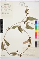 藏品(亨利氏鐵線蓮)的圖片