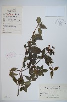 藏品(狹葉莢迷)的圖片