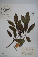 藏品(細果鐵冬青)的圖片