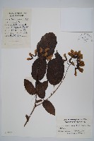 藏品(苦茶槭)的圖片