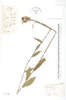 藏品(黑心金光菊)的圖片