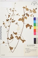 藏品(葡萄胞鐵線蓮, 洋鐵線蓮)的圖片