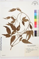 藏品(繡球藤)的圖片