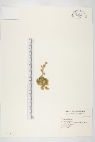 藏品(信東尼 )的圖片