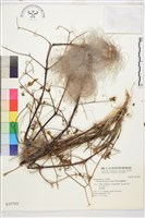 藏品(西伯利亞鐵線蓮)的圖片