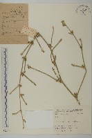 藏品()的圖片