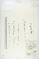 藏品(肉穗野牡丹)的圖片