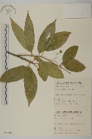 藏品(長刺衛矛)的圖片