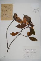 藏品(水紅木)的圖片
