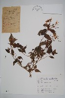 藏品(黃金鳳)的圖片