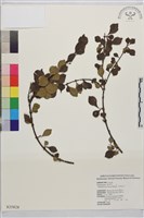 藏品(小葉鼠李)的圖片