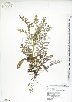 藏品(彎果黃菫)的圖片