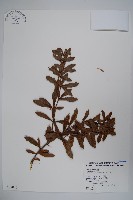 藏品(高山小蘗)的圖片