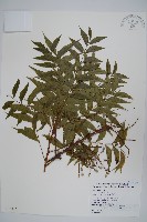 藏品(黃連木、爛心木)的圖片