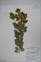 藏品(倒卵葉冬青、金平氏冬青)的圖片