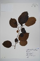 藏品(破布子)的圖片