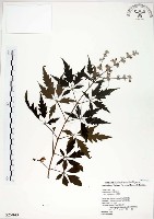 藏品(黃荊)的圖片