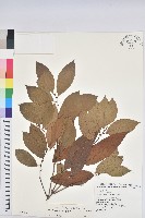 藏品(刺杜密)的圖片