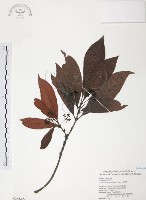 藏品(九節木、牛屎烏、青龍吐霧)的圖片