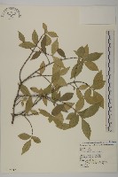 藏品(菱葉衛矛)的圖片