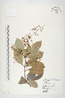 藏品(亨利氏伊立基藤)的圖片