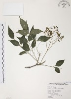 藏品(野鴉椿)的圖片