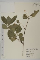 藏品(厚葉衛矛, 源一木)的圖片