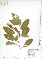 藏品(美洲商陸)的圖片