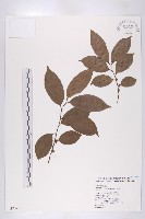 藏品(山紅柿)的圖片