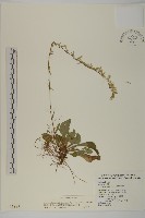 藏品(臺灣鬼督郵)的圖片