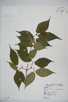 藏品(紅子莢迷)的圖片