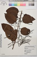 藏品(奮起湖黃鱔藤)的圖片