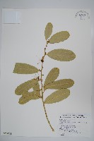 藏品(小刺山柑)的圖片